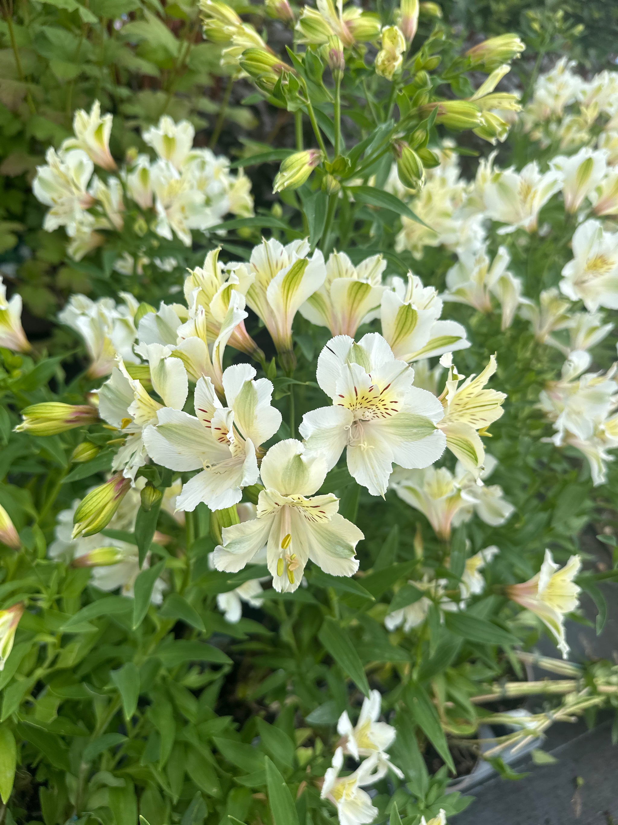 Alstroemeria ‘Summer Ice’ - 2litre