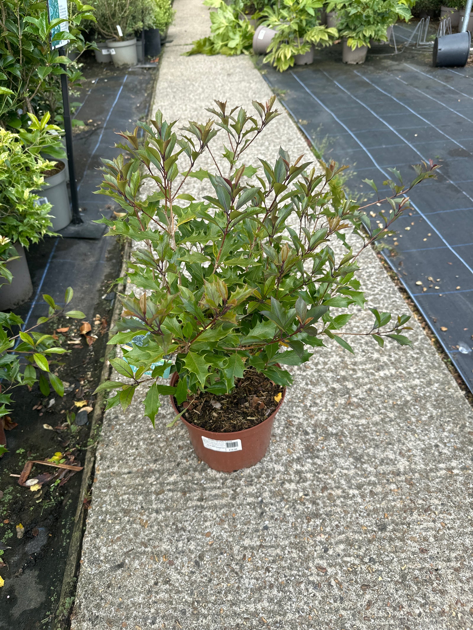 Osmanthus heterophyllus ‘Purpureas’ - 5Litre
