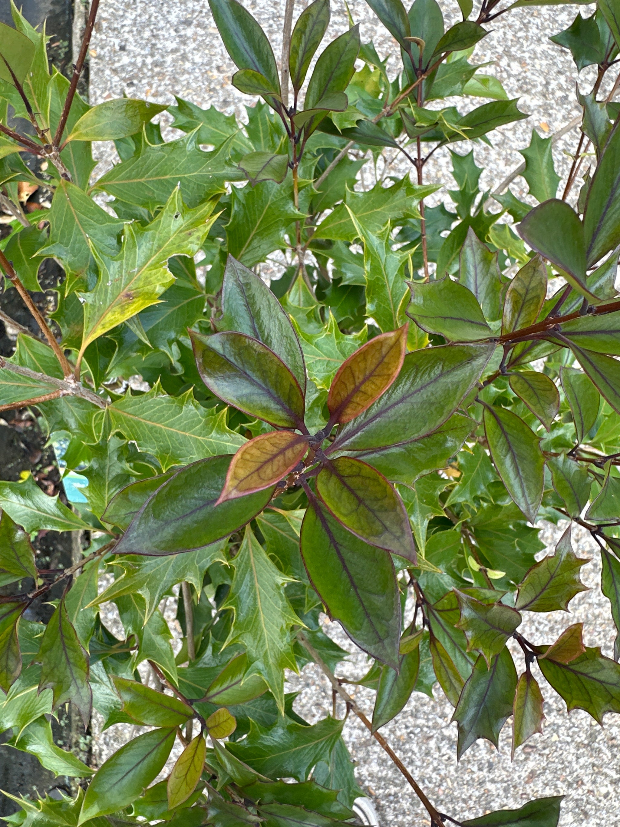 Osmanthus heterophyllus ‘Purpureas’ - 5Litre