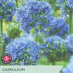 Allium ‘Caeruleum’