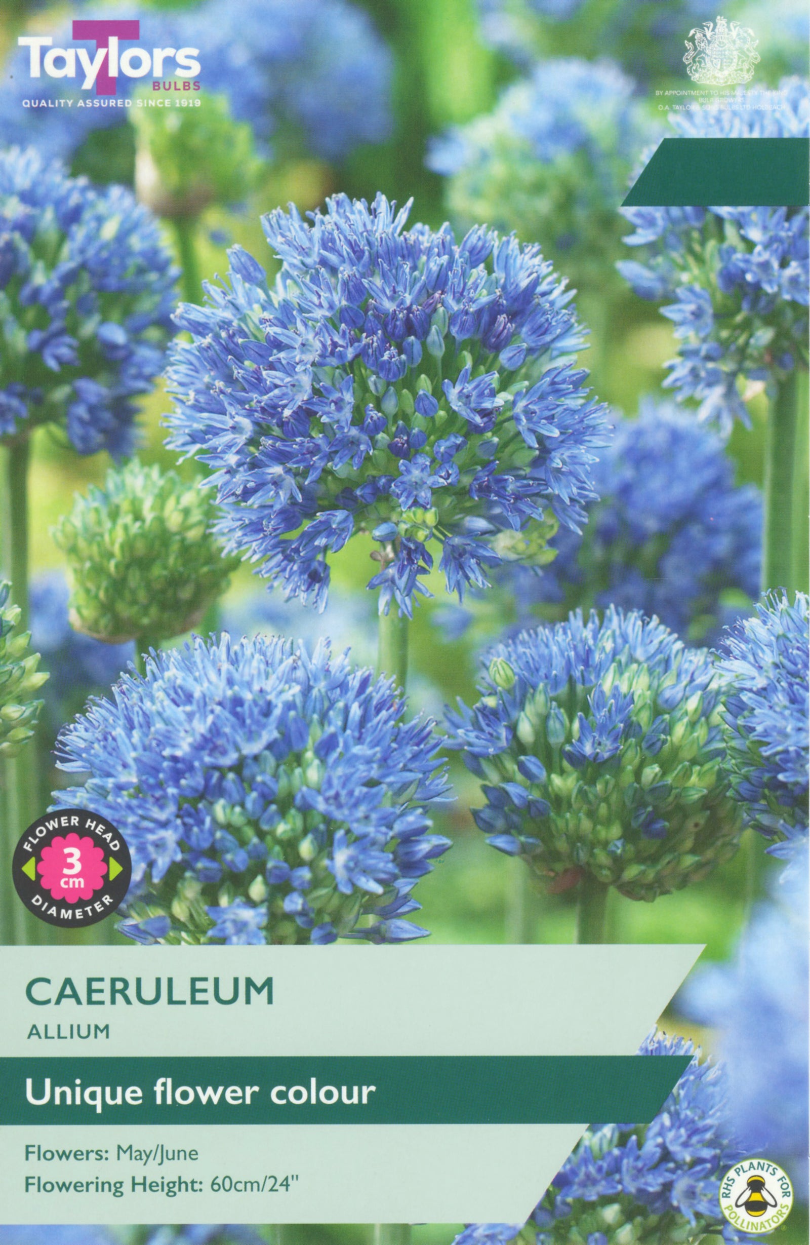 Allium ‘Caeruleum’