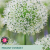 Allium ‘Mount Everest’