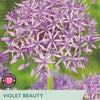Allium 'Violet Beauty’