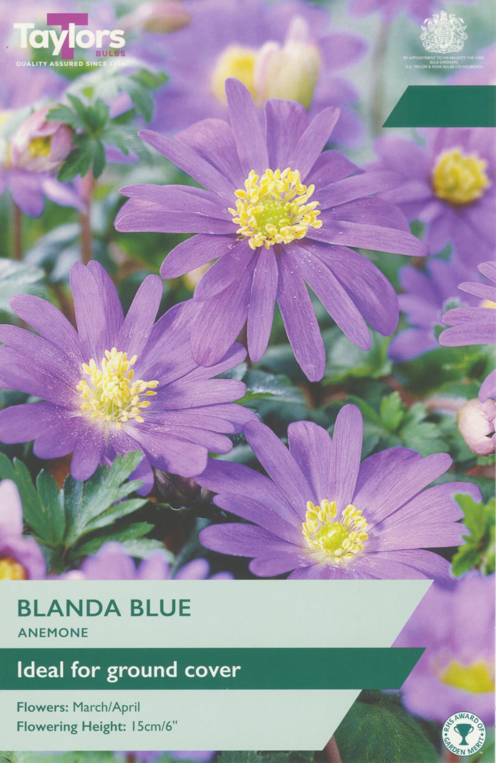 Anemone ‘Blanda Blue’