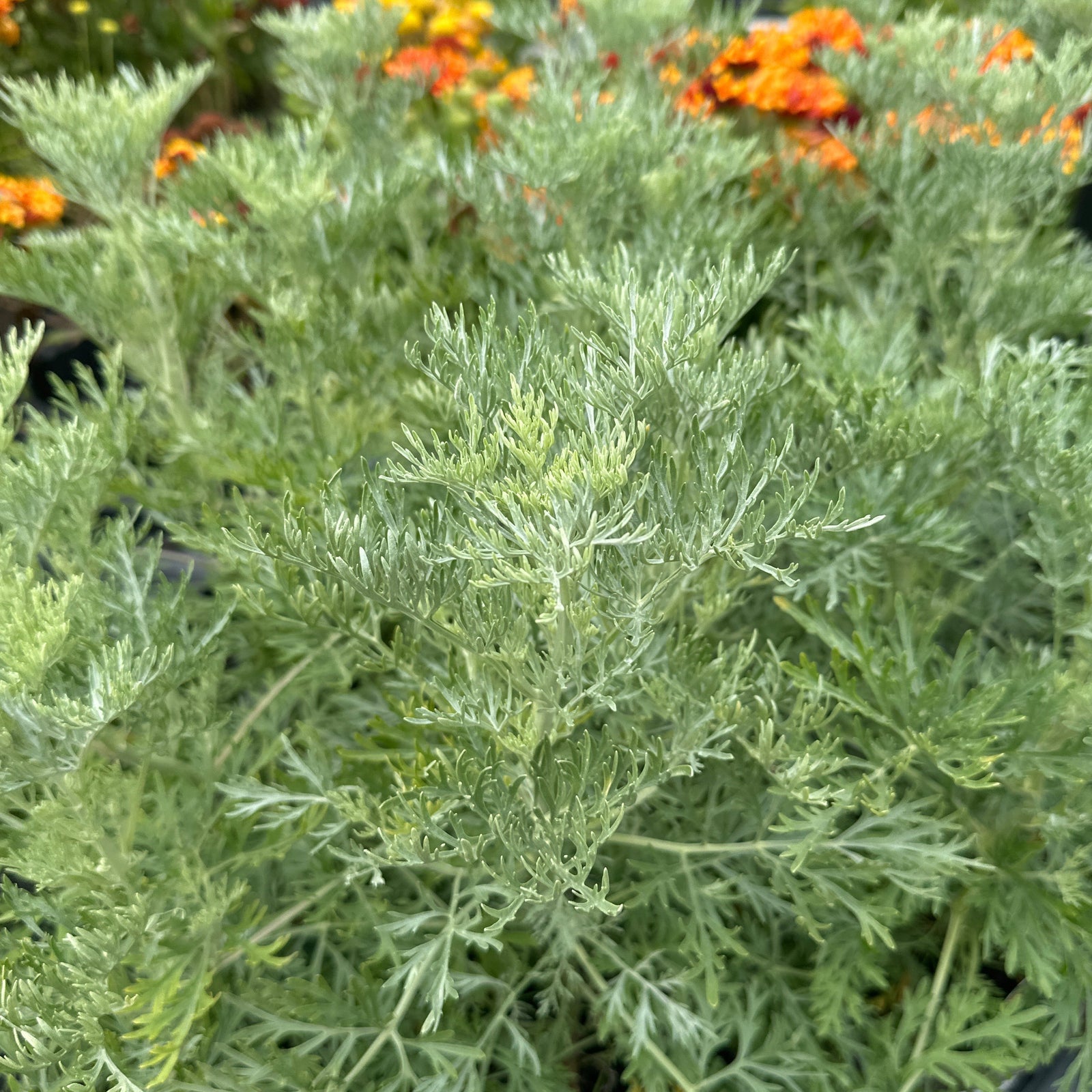 Soft grey leaves