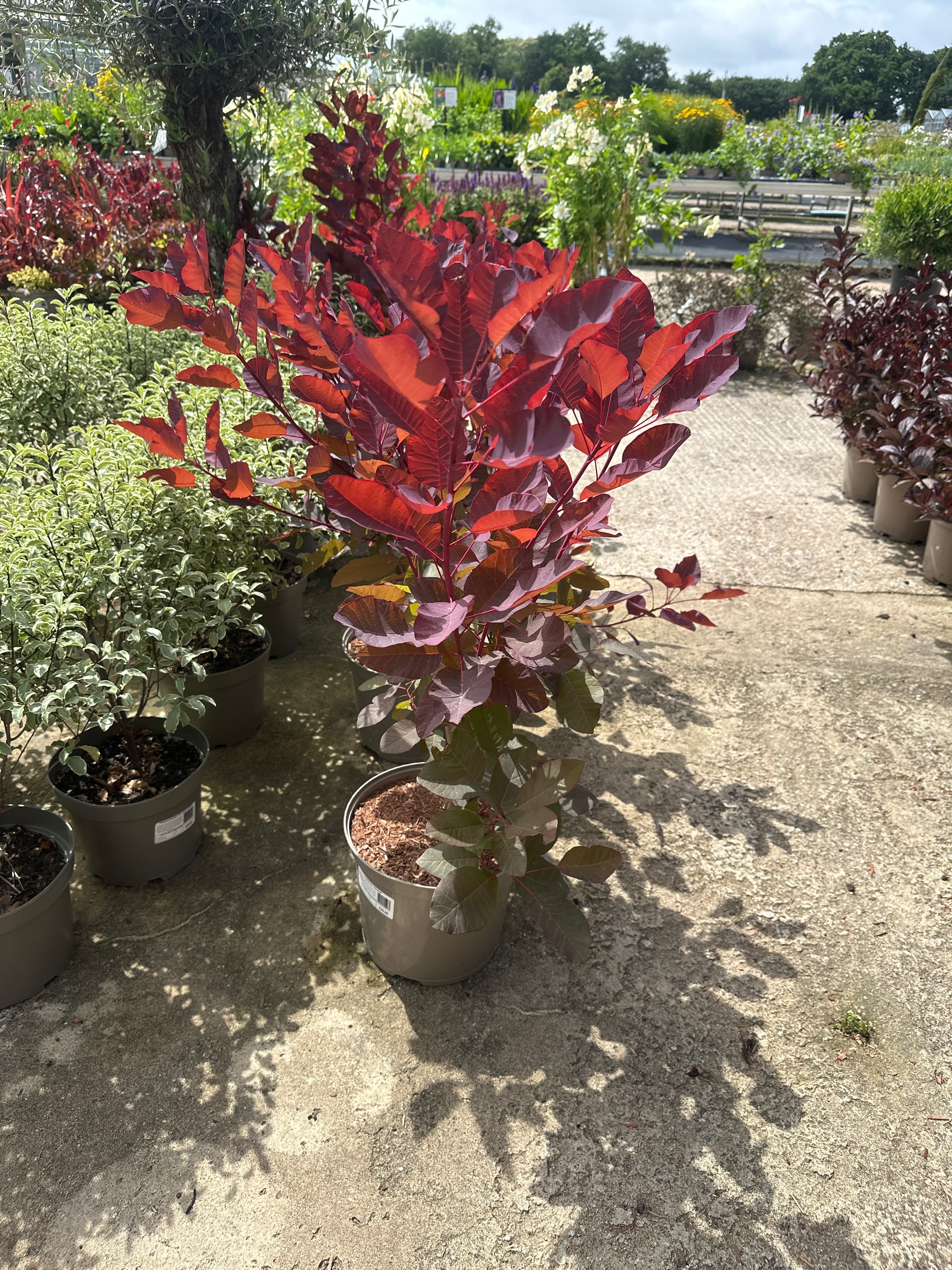 Cotinus ‘Grace' - 7.5Litre