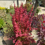 bright red leaves and tall shape