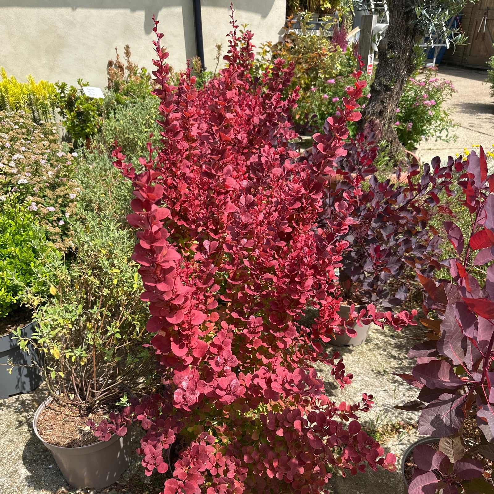 bright red leaves and tall shape