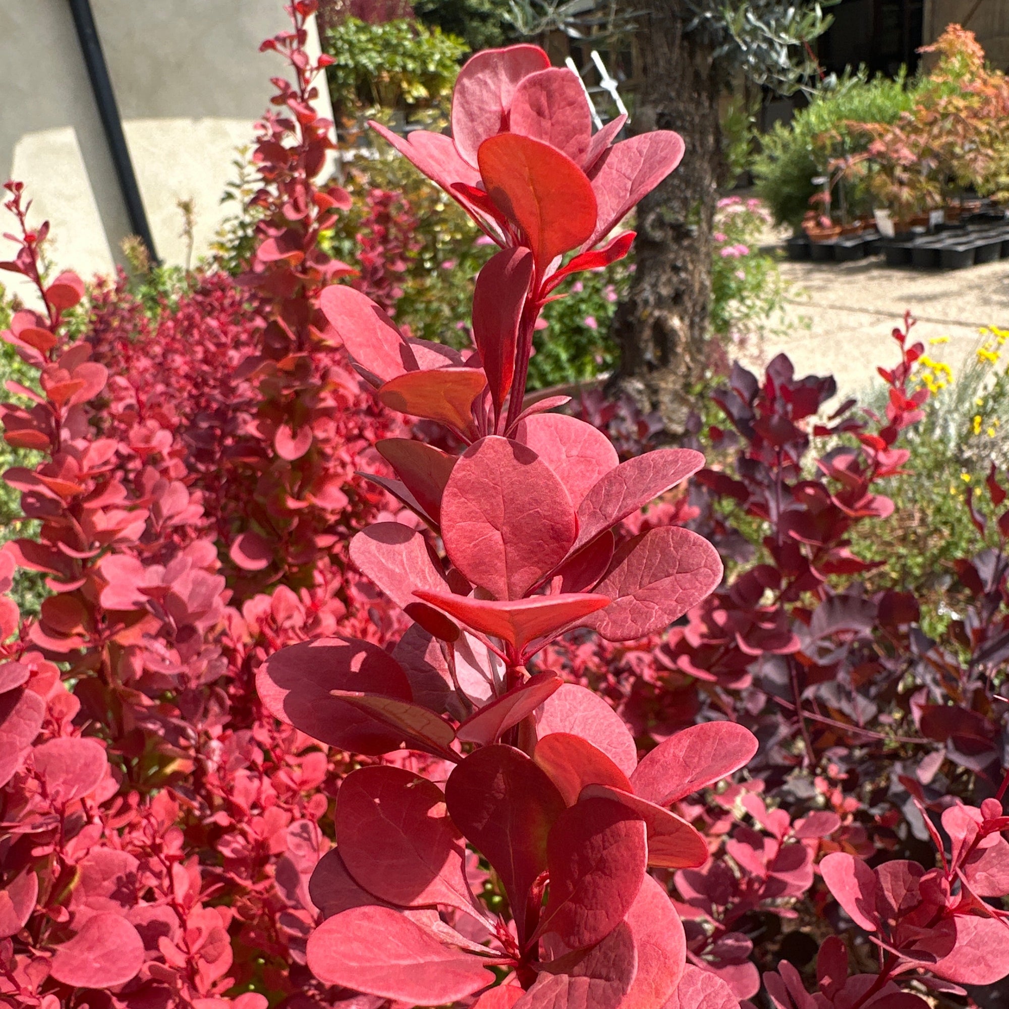 pretty red leaves on a sunny day