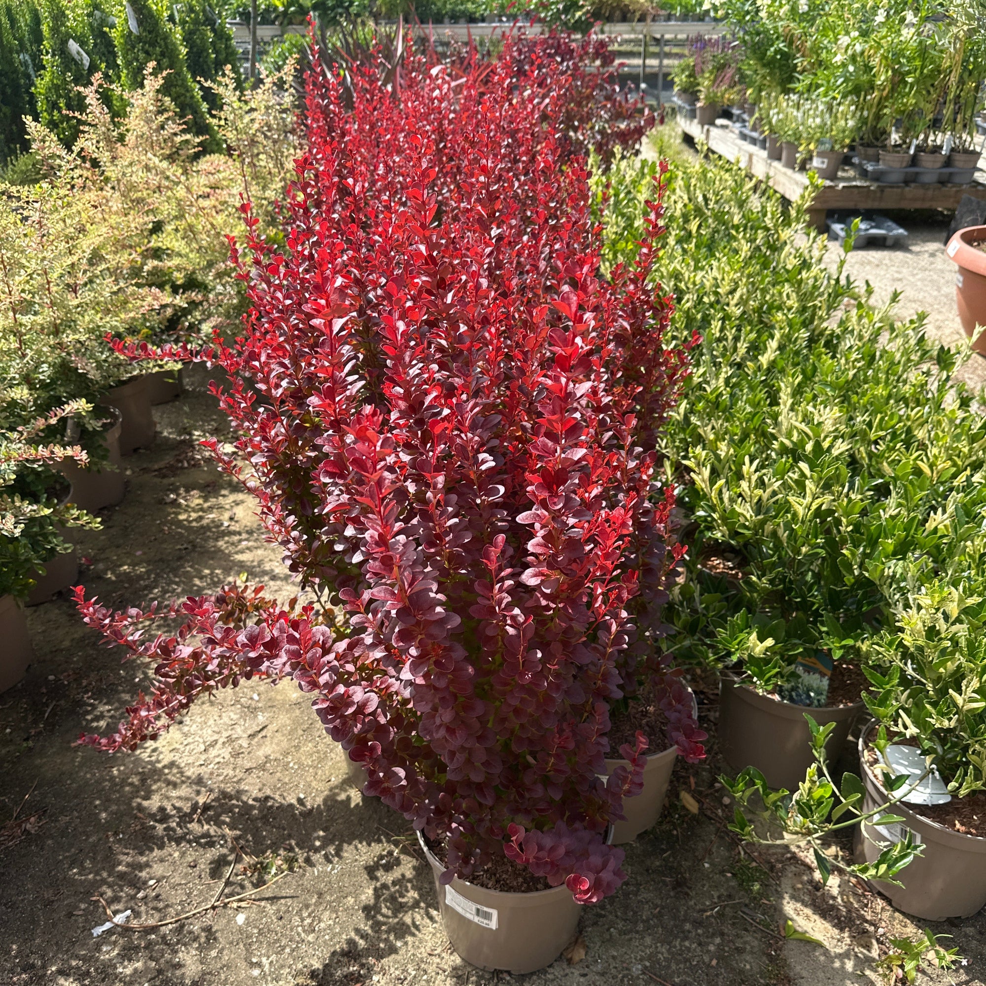 Tall plant with red leaves and thorns