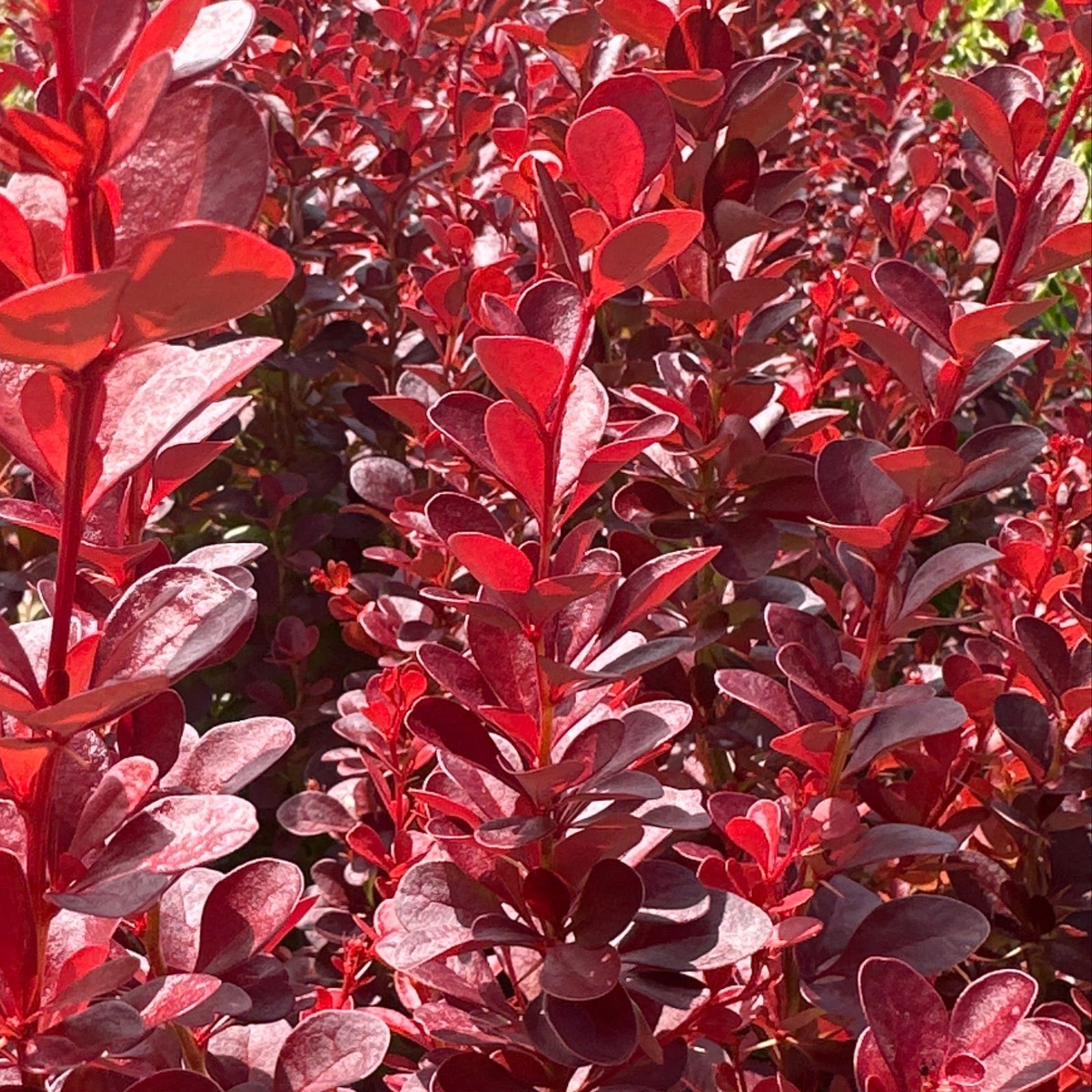 Red rounded leaves in summer