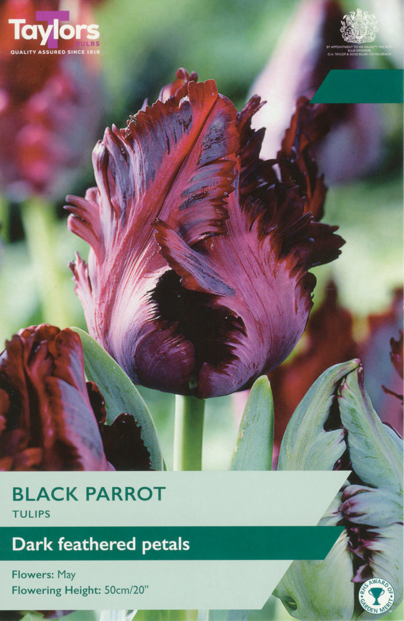 Tulip ‘Black Parrot’
