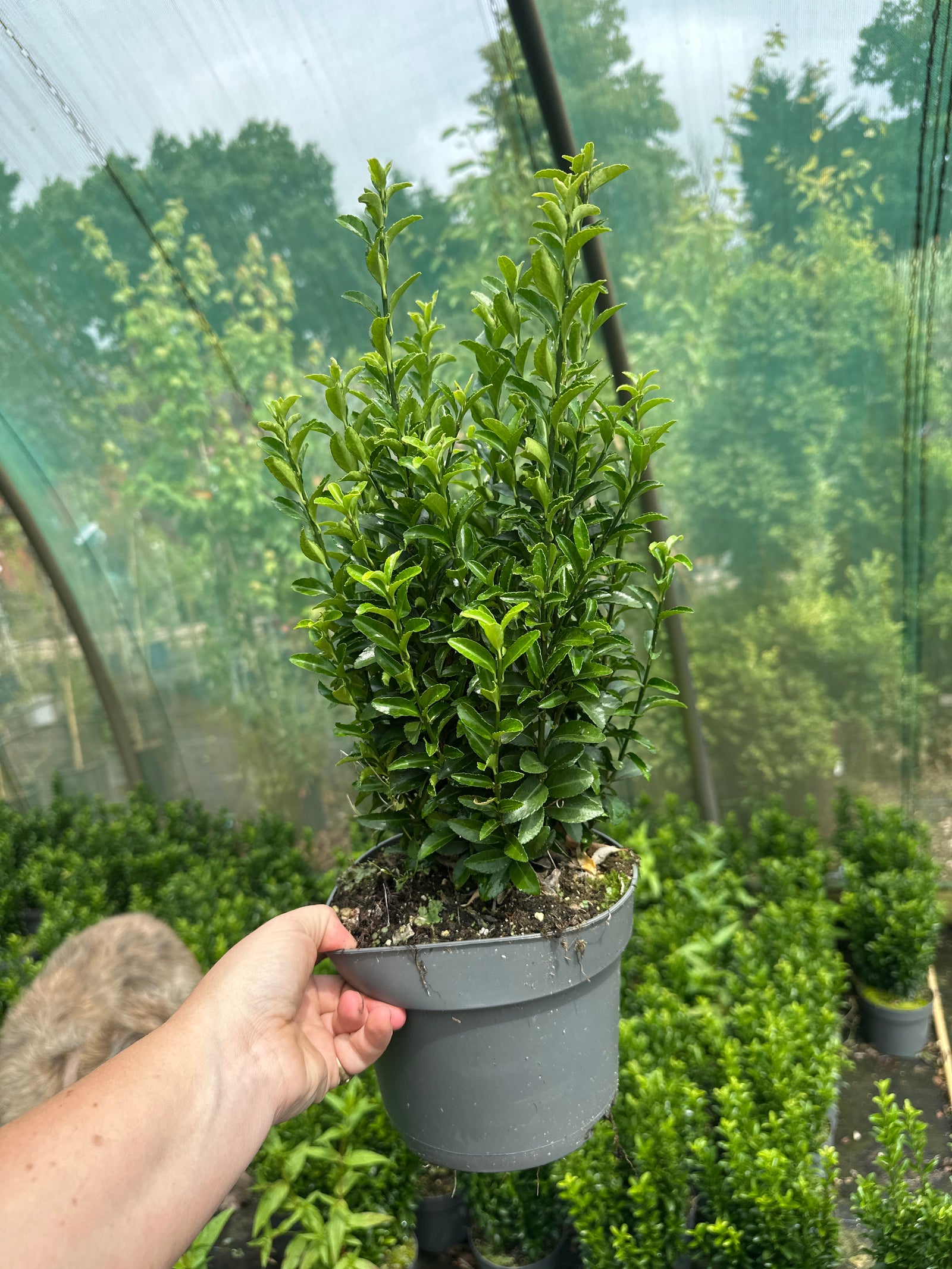 Euonymus japonicus ‘Green Spire’ - 2Litre