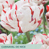Tulip ‘Carnaval De Nice’