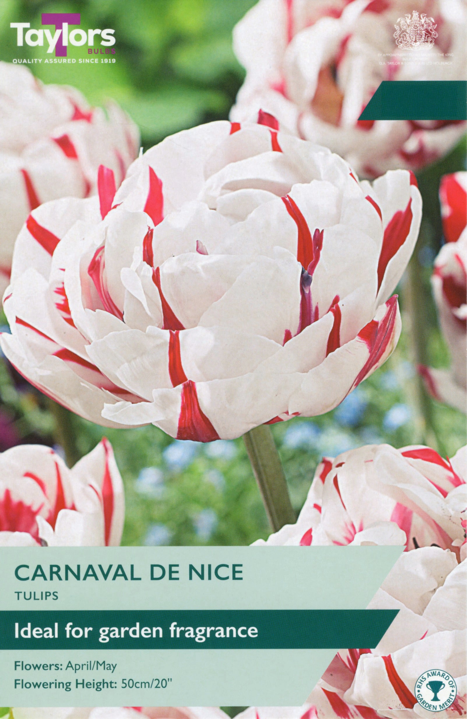 Tulip ‘Carnaval De Nice’