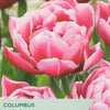 Tulip ‘Columbus’