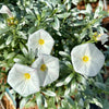 Convolvulus cneorum - 7.5Litre
