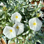 Convolvulus cneorum - 7.5Litre