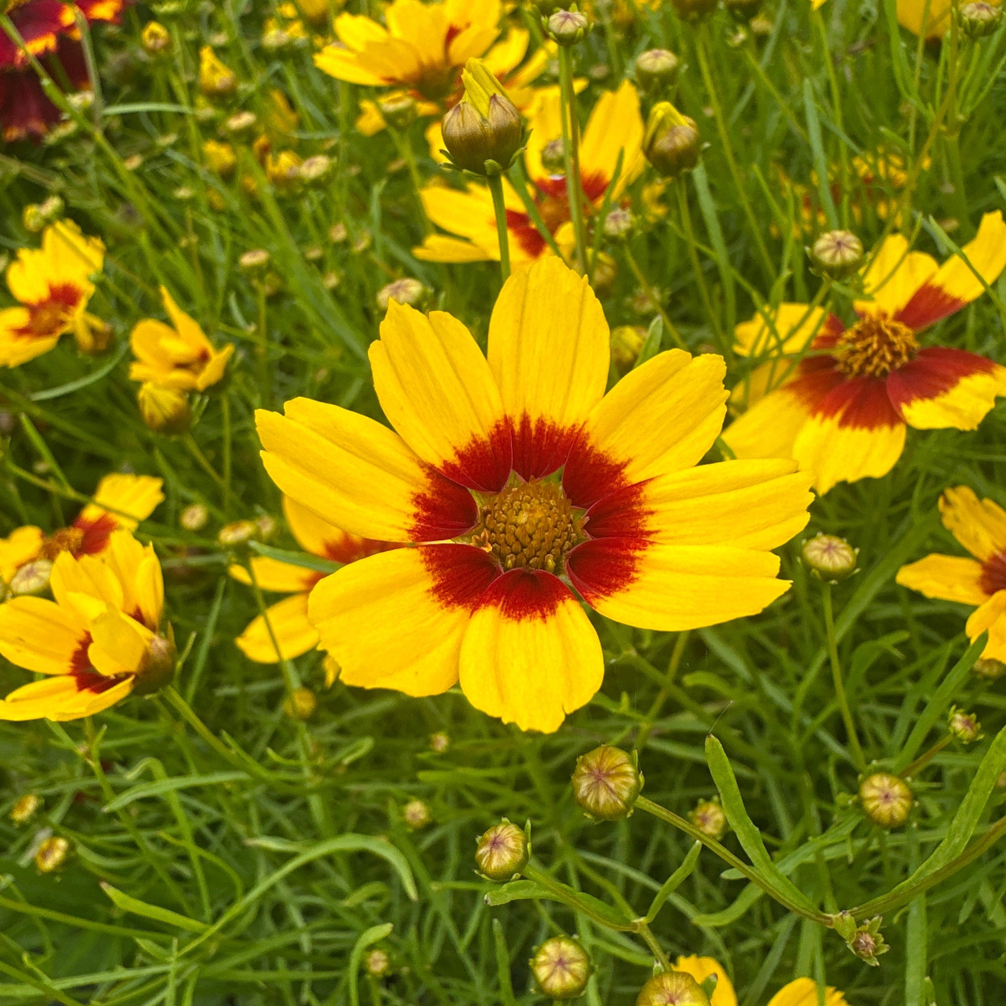 Stunning yellow flowers with red eyes