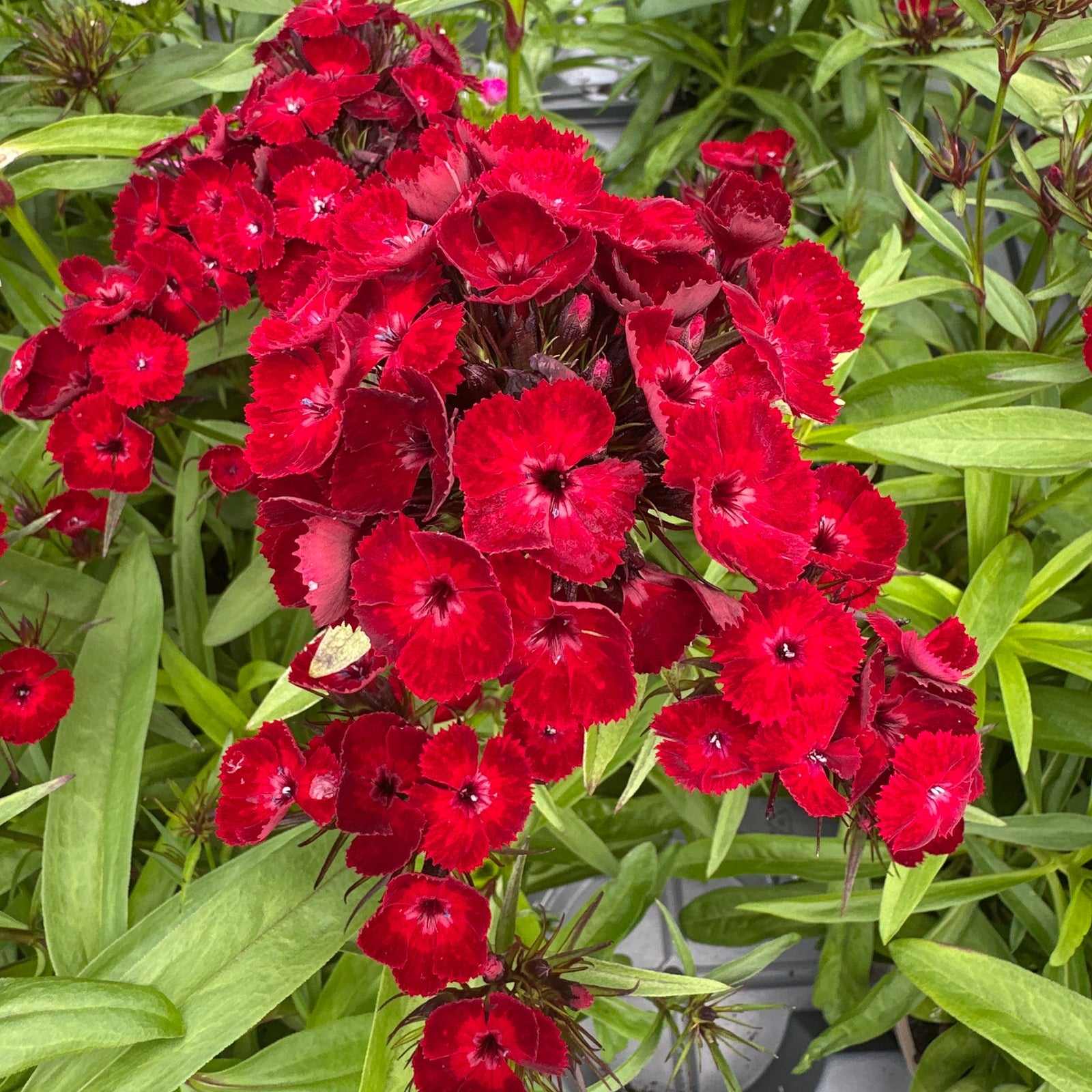 bright red flowers on green leaves