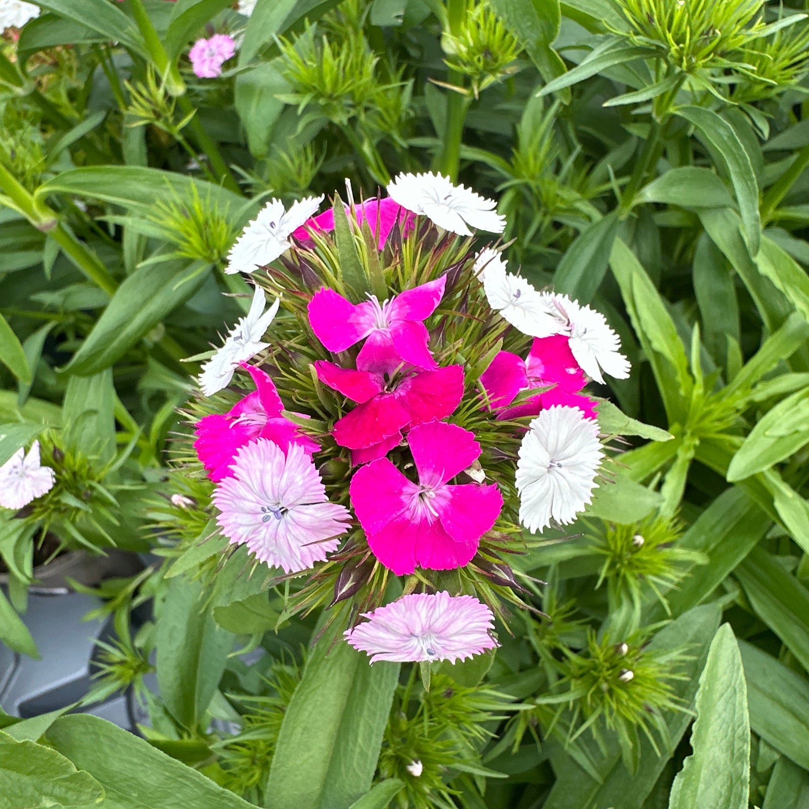 Pink and white flowers with green leaves
