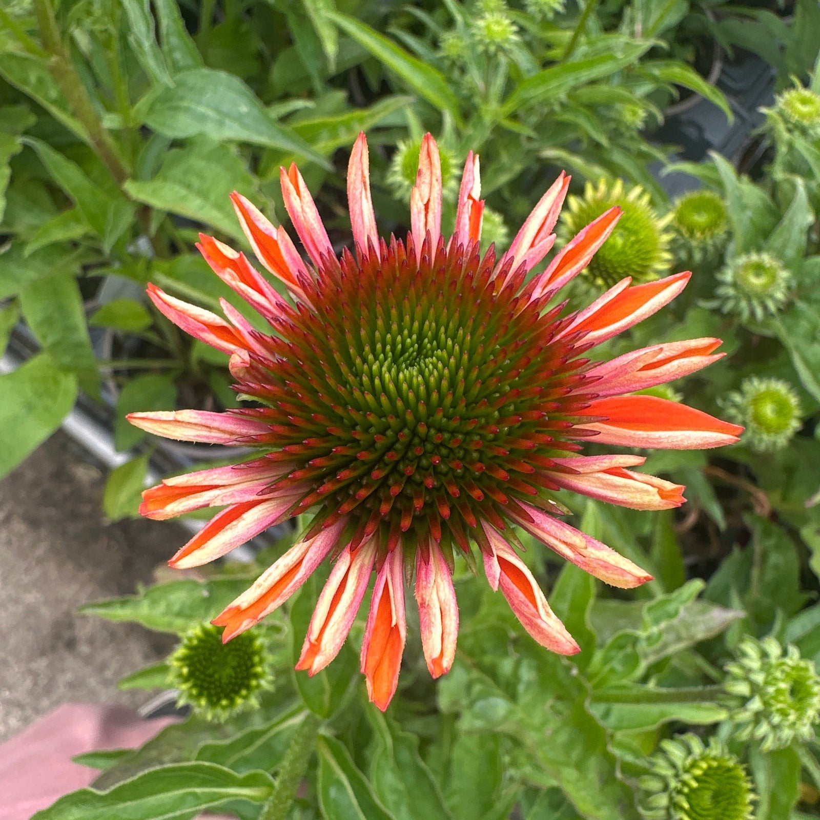 orange flower with green leaves