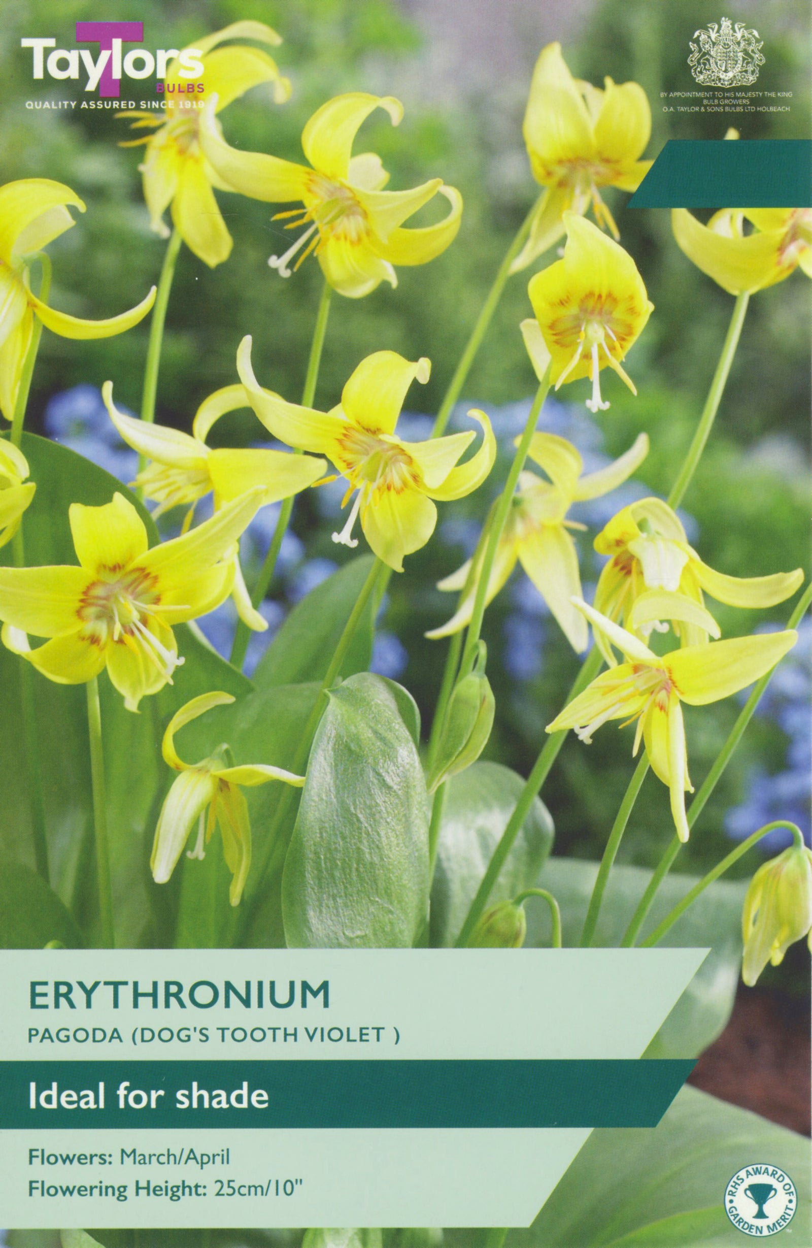 Erythronium ‘Pagoda’