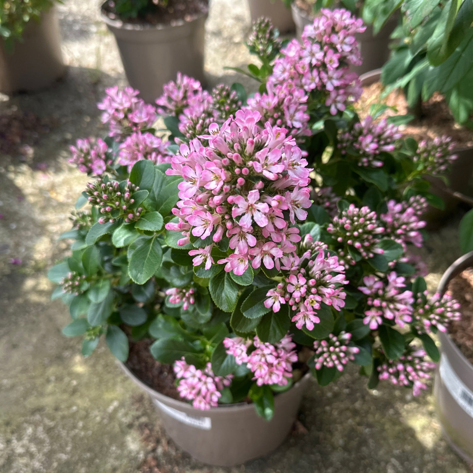 Evergreen shrub with pink flowerers and green leaves