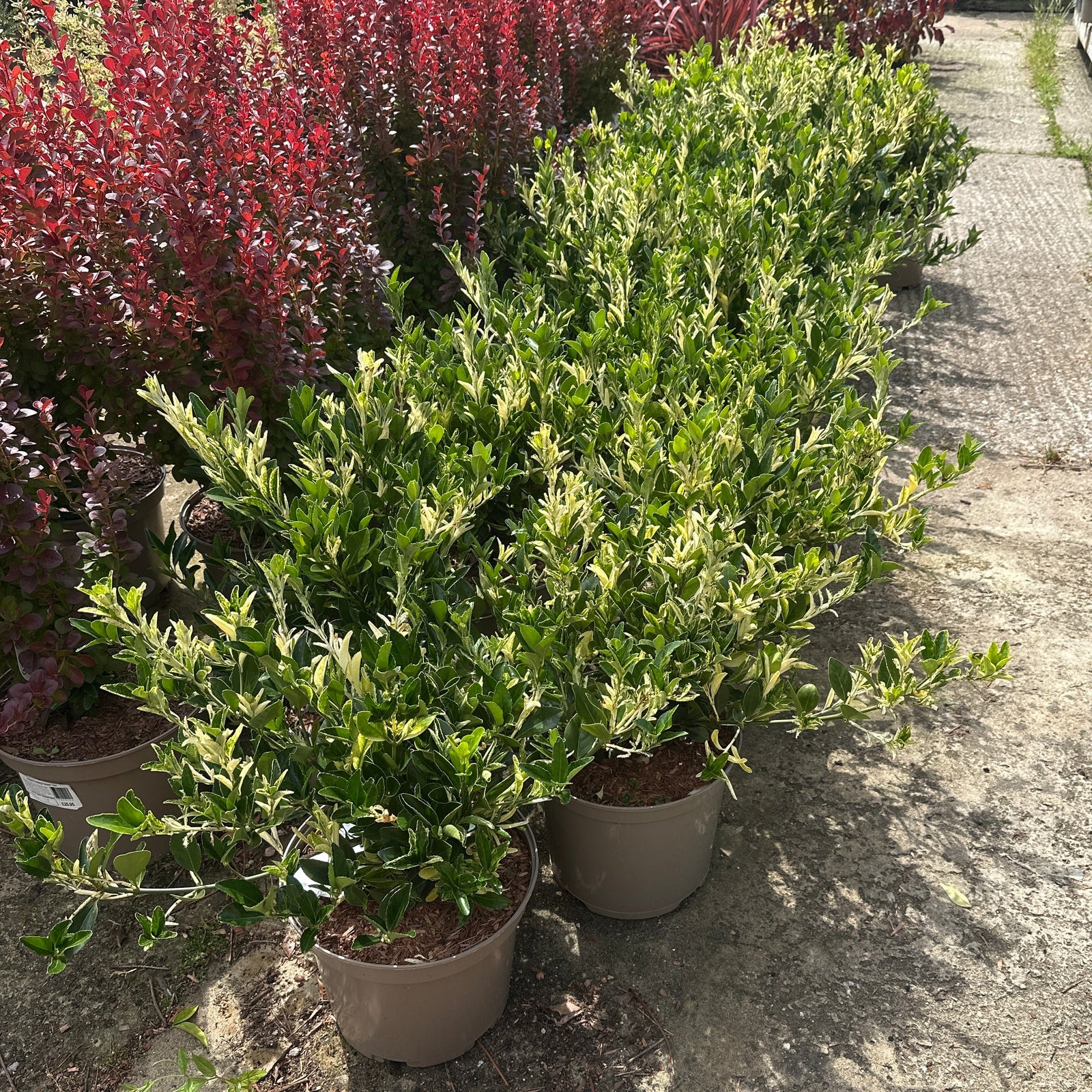 Green and cream evergreen plant