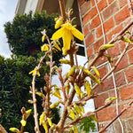 Forsythia x intermedia 'Spectabilis' - 7.5Litre