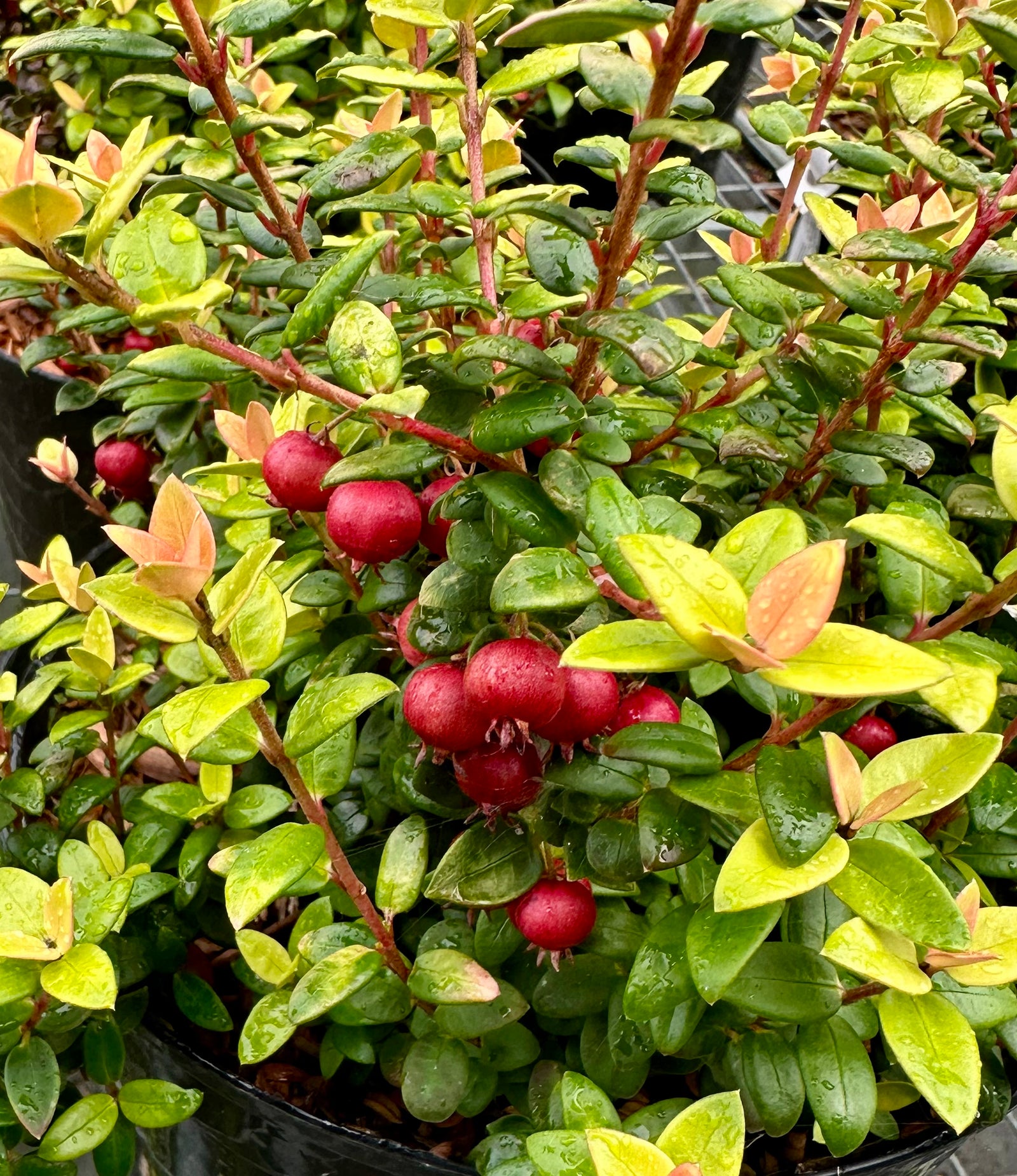 Ugni molinae ‘Butterball’ - 5 Litre