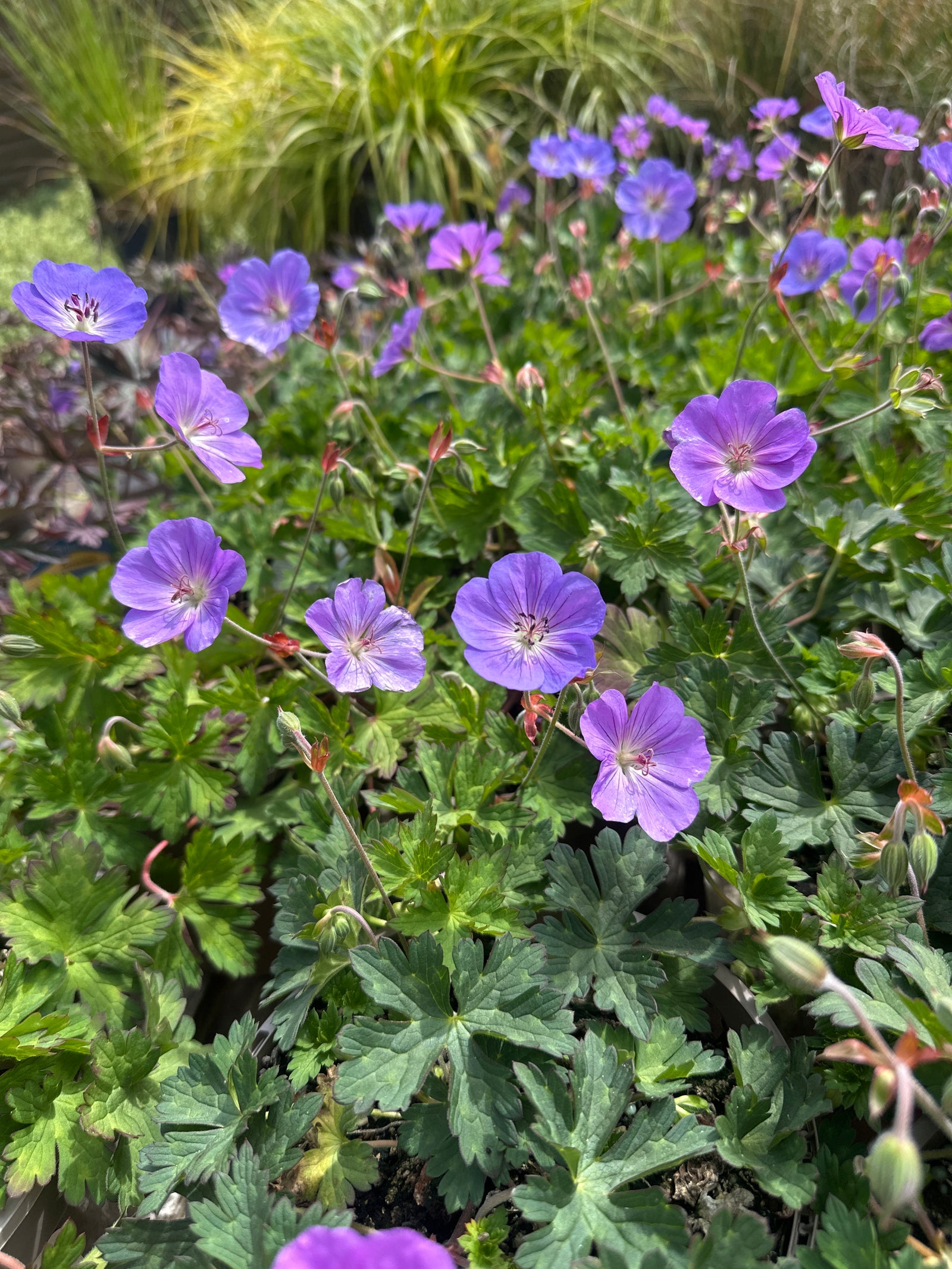 Good ground cover perennial with blue flowers and green leaves