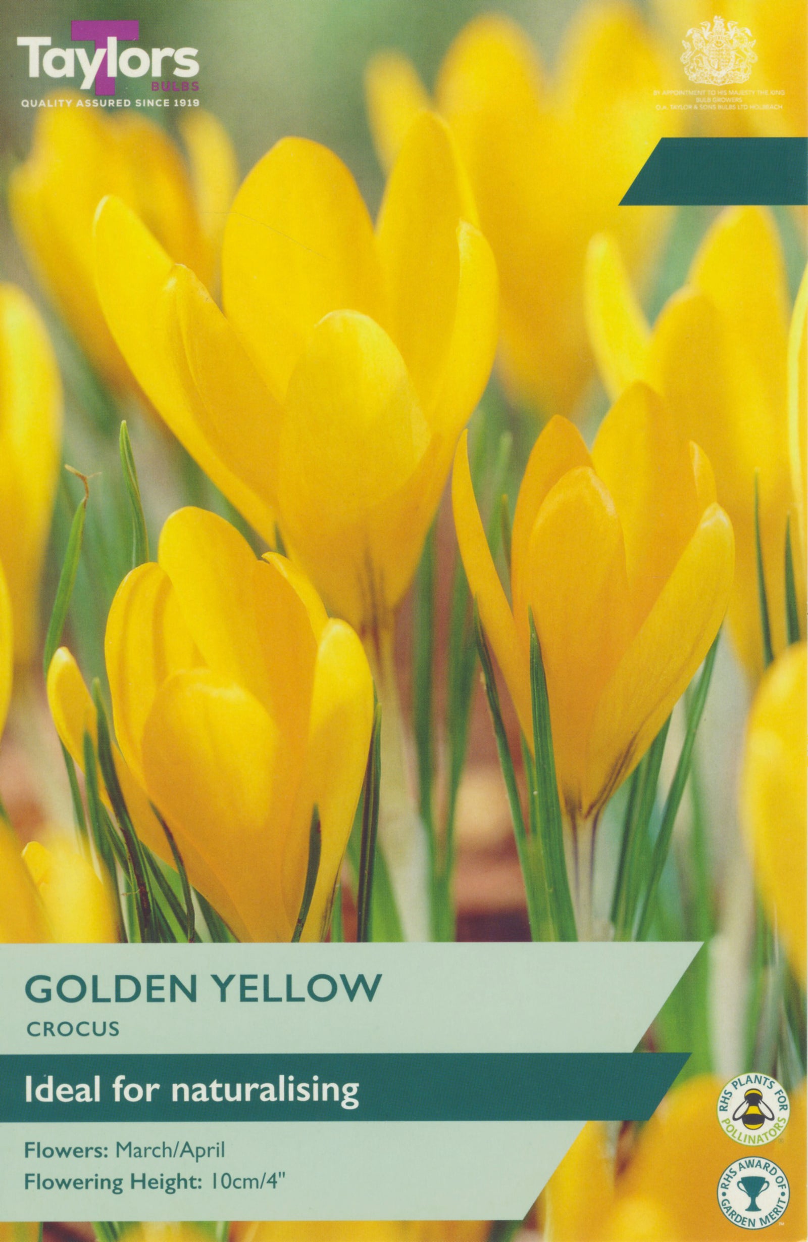 Crocus ‘Golden Yellow’