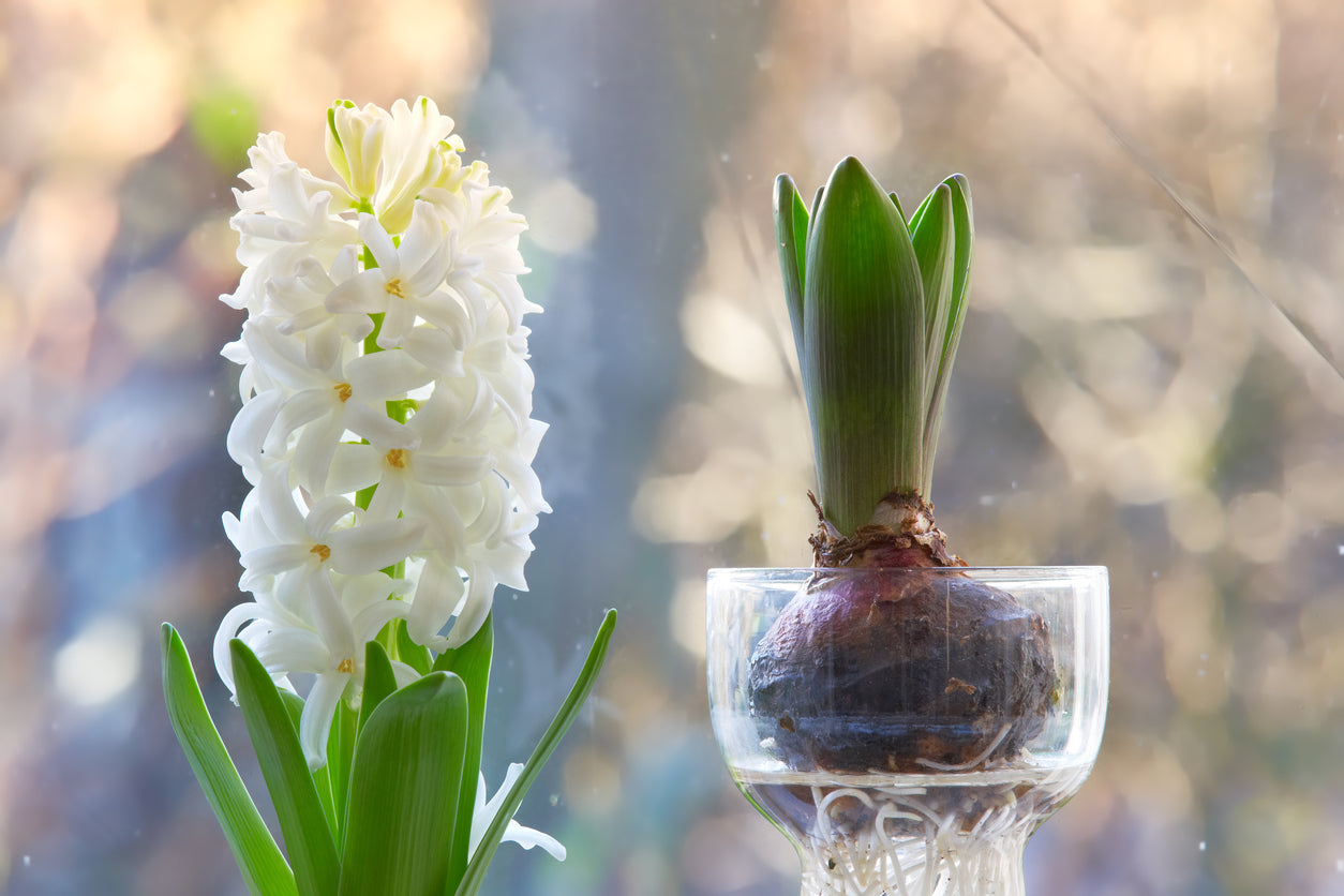 Hyacinth ‘Top White’ - Prepared