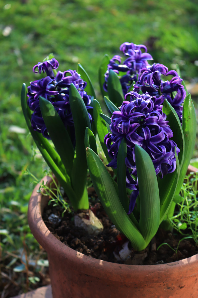 Hyacinth ‘Delft Blue’ - Prepared