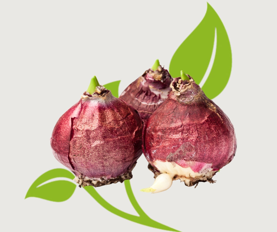 Hyacinth ‘Pink Pearl’ - Prepared