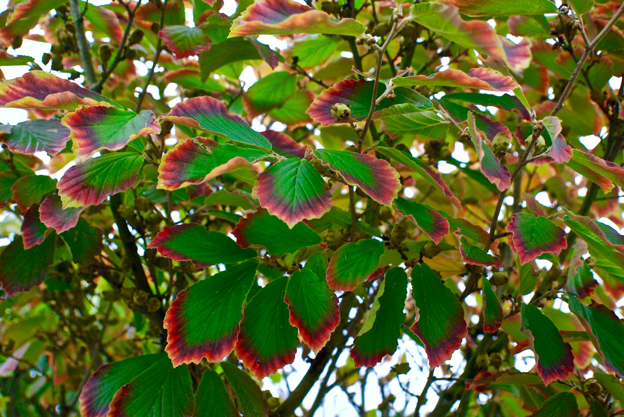 Hamamelis xintermedia ‘Arnold Promise’ - 5Litre
