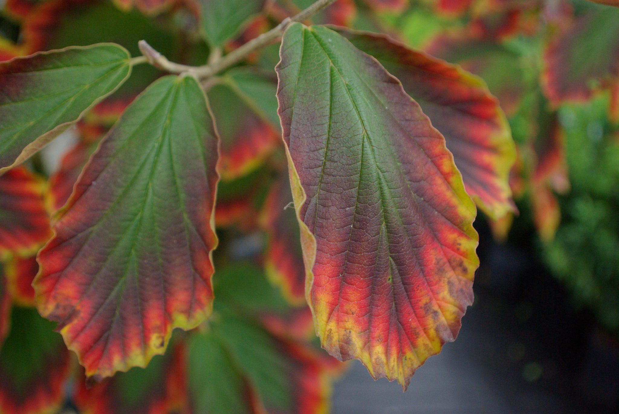 Hamamelis xintermedia ‘Arnold Promise’ - 5Litre