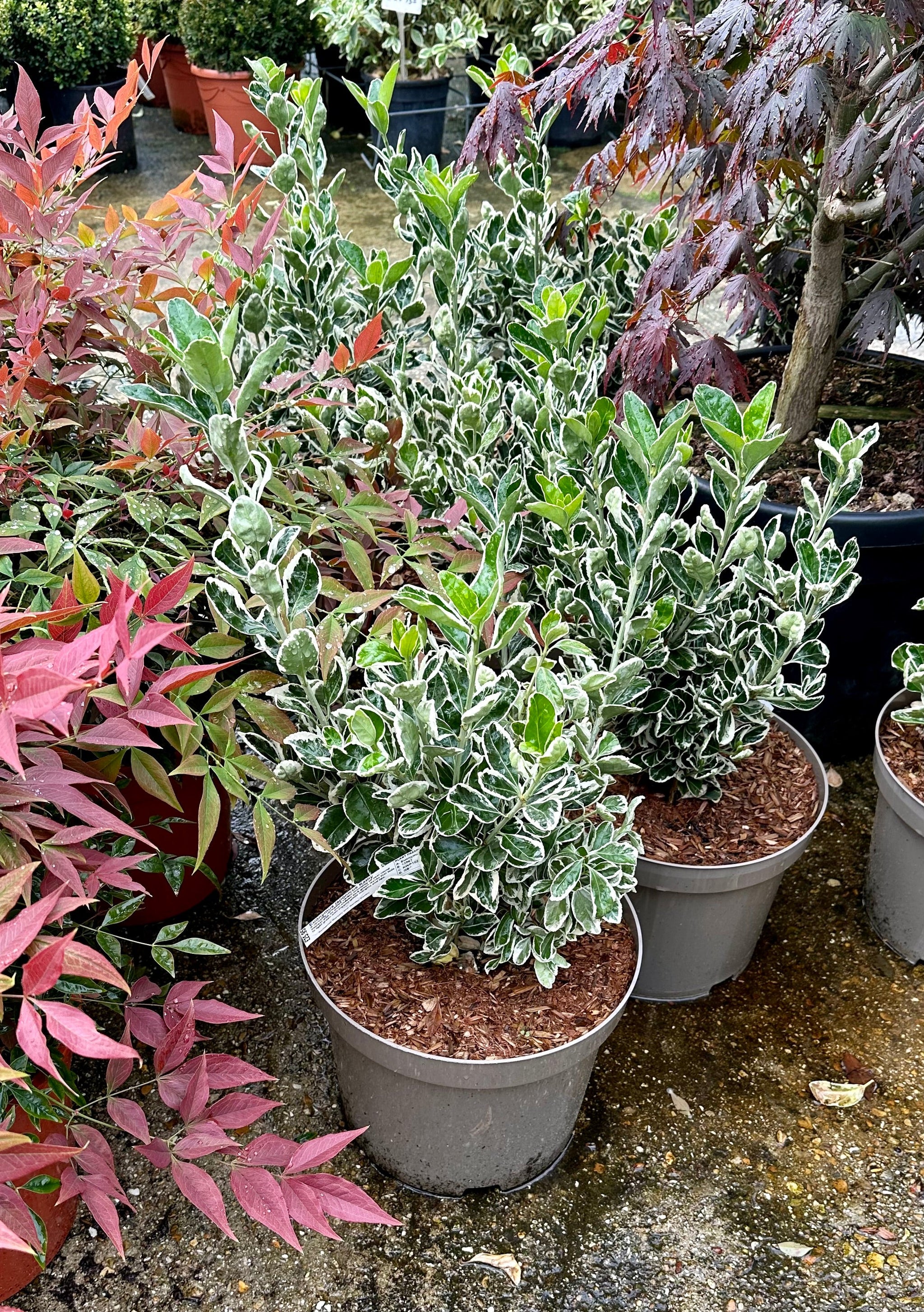 Euonymus japonicus ‘Kathy' - 7.5Litre