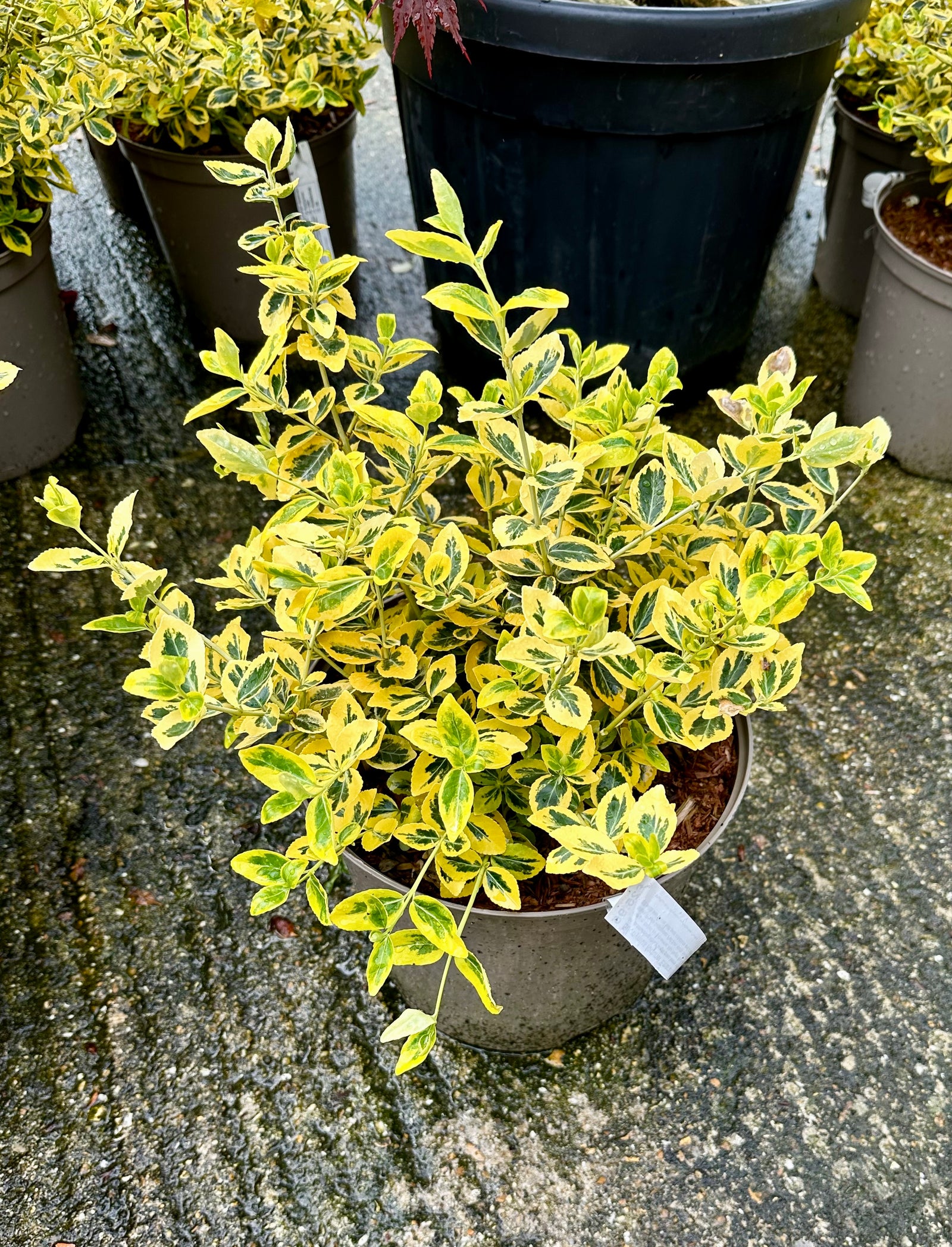 Euonymus fortunei 'Emerald 'n' Gold' (v) - 7.5Litre