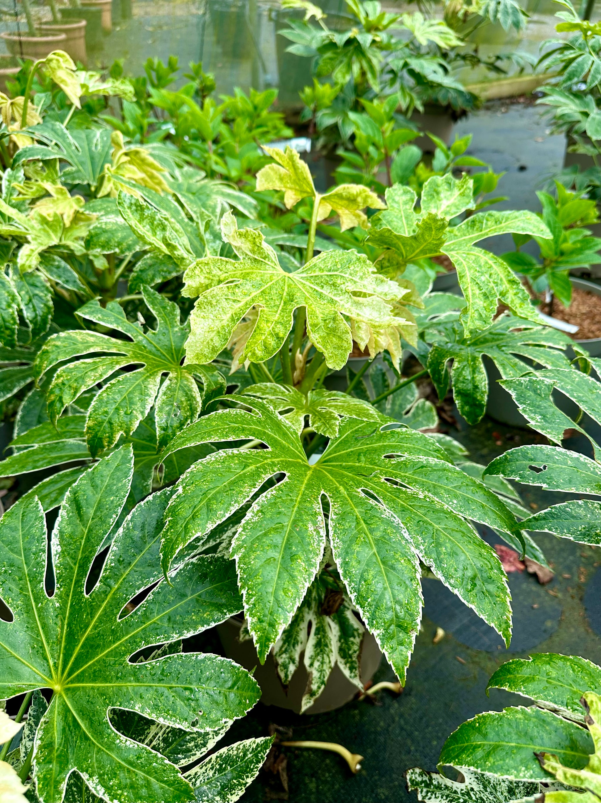 Fatsia japonica 'Spiderweb Sense' - 7.5Litre