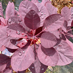 Cotinus coggygria 'Royal Purple’  - 7.5Litre