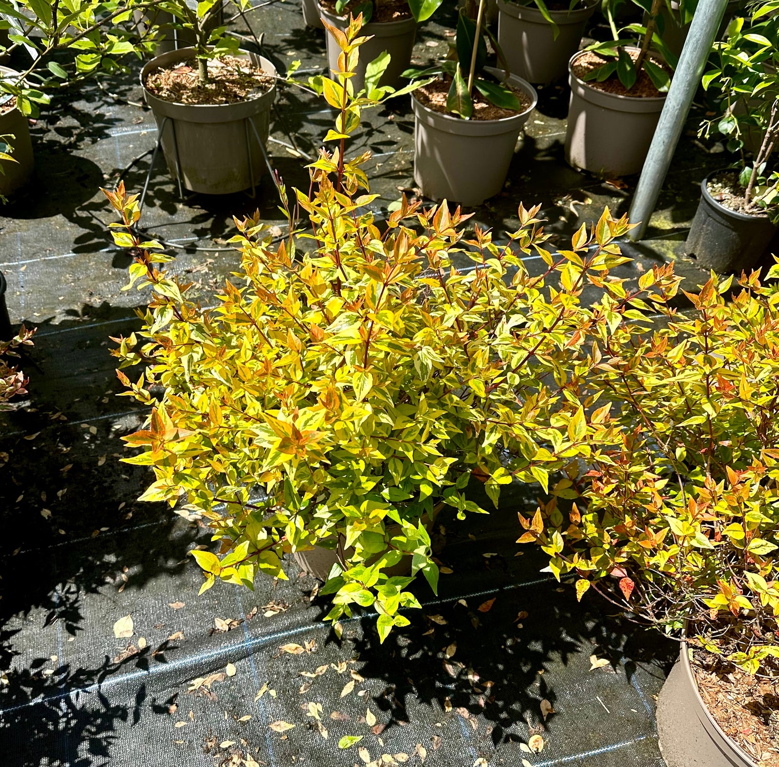 Abelia x grandiflora 'Kaleidoscope' - 7.5Litre
