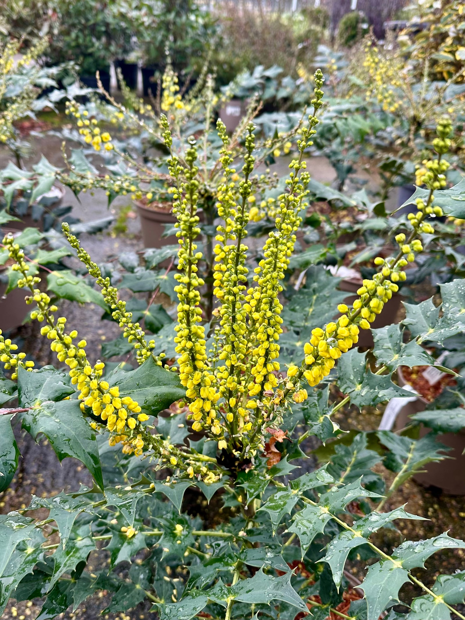 Mahonia japonica - 7.5Litre - SALE PRICE!