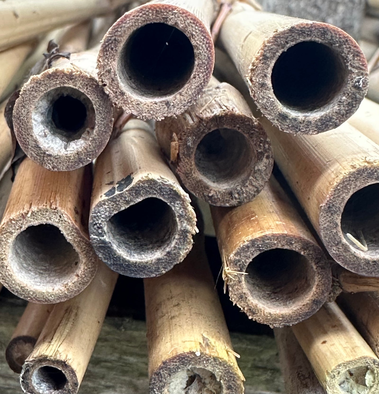 Bamboo Cane 5’