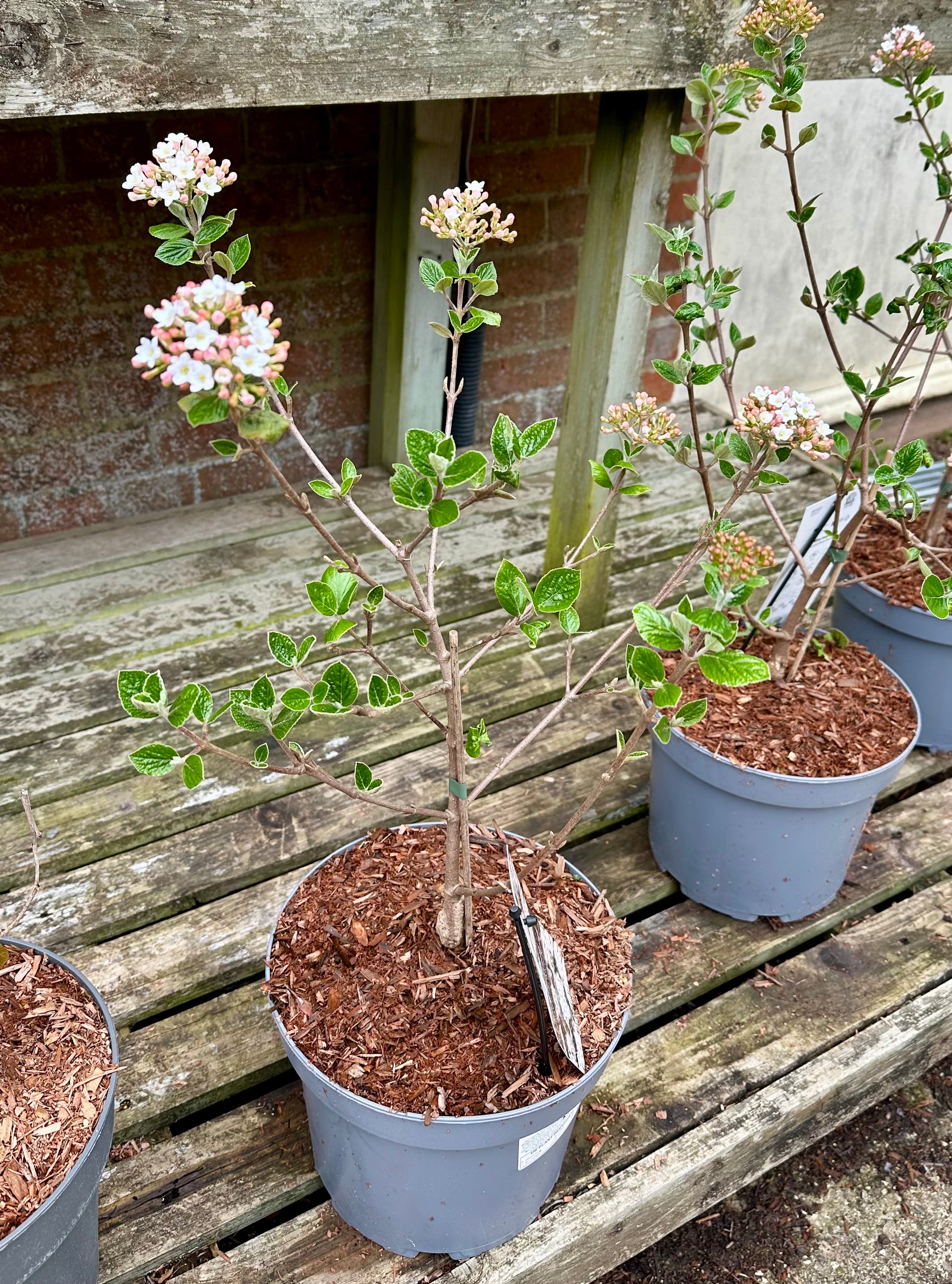 Viburnum burkwoodii ‘Anne Russel’ - 5Litre