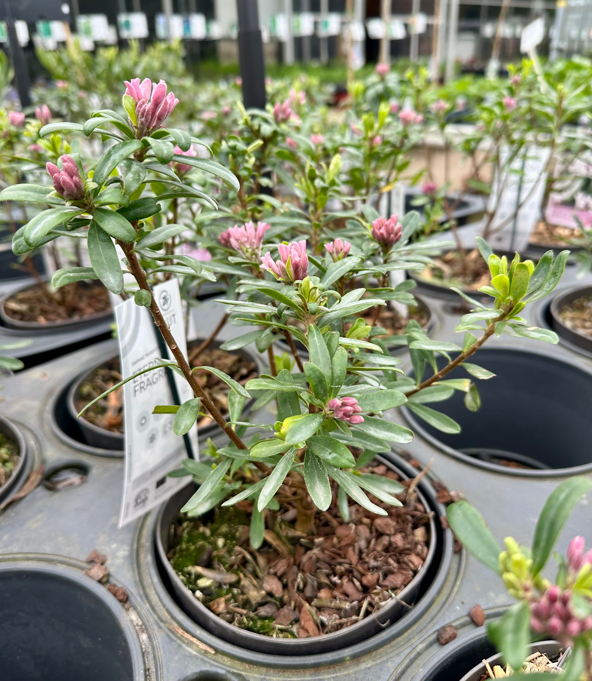 Daphne transatlantica ‘Eternal Fragrance’