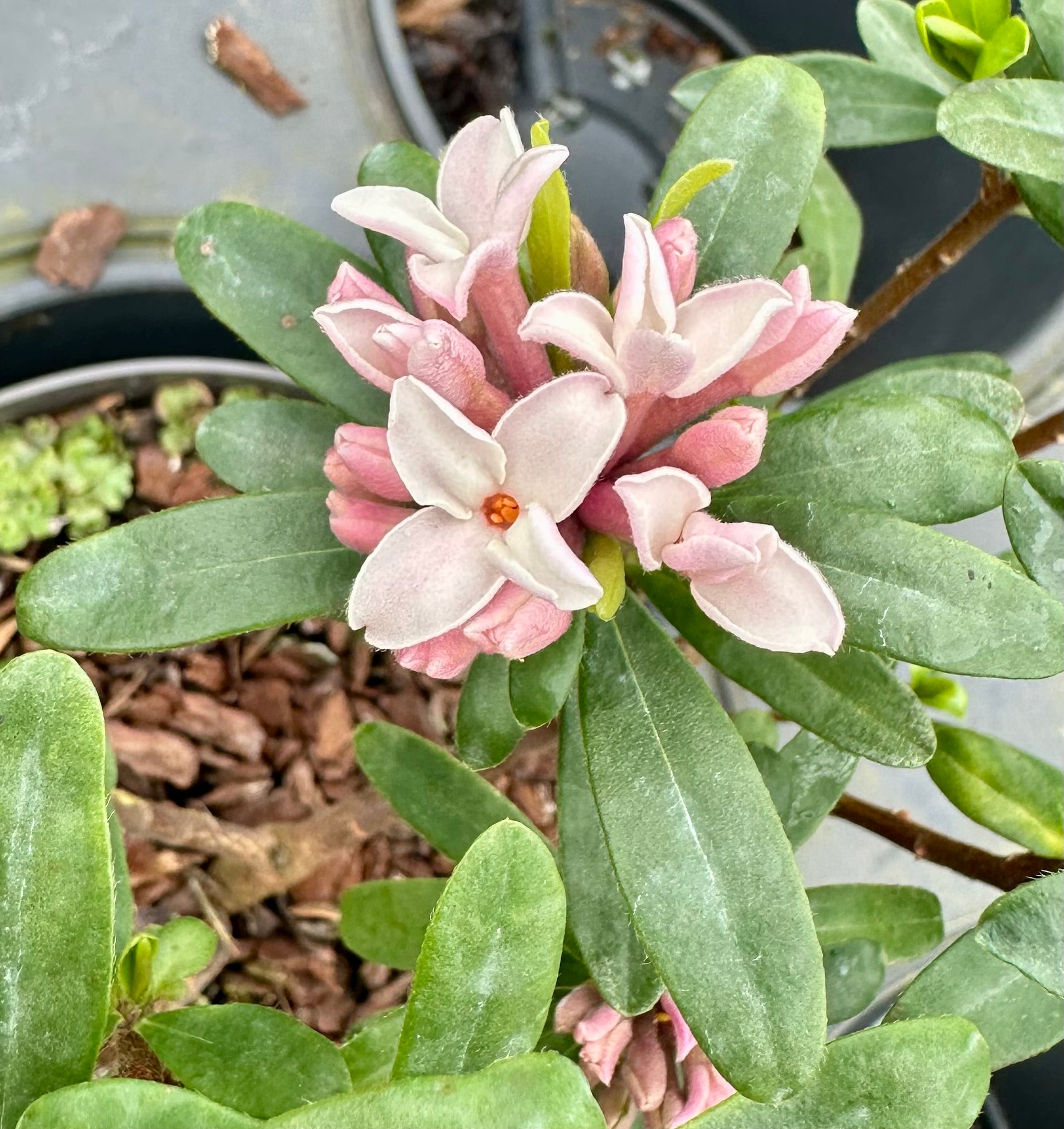 Daphne transatlantica ‘Eternal Fragrance’