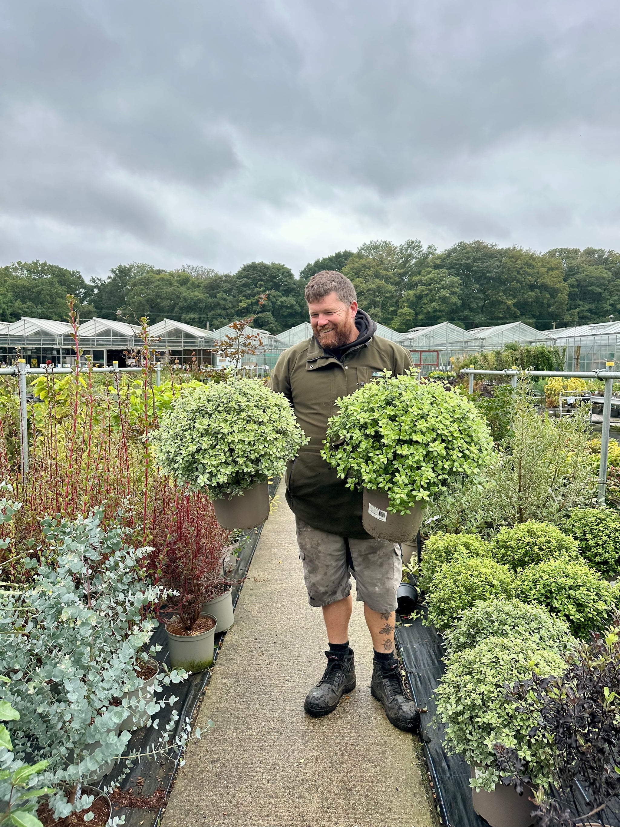 Pittosporum tenuifolium ‘Irene Paterson’ - 7.5 Litre
