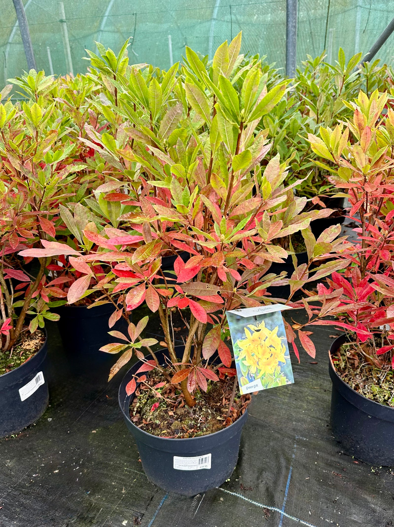 Azalea Knaphill Luteum - 10Litre - IMP25